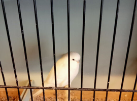 6 week old