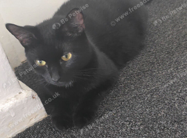 4 kittens 9 weeks old &pound;50
