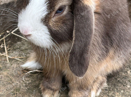 Gorgeous mini lops ready now