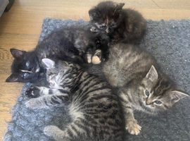 Ragdoll x kittens