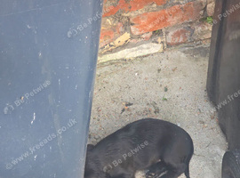 Cocker spaniel puppies for sale