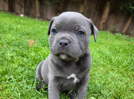 KC Staffordshire Bull Terrier