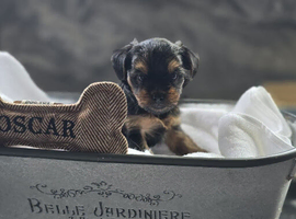 Beautiful Yorkshire terrier puppies