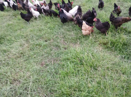 Sussex, Marian, bluebell & Blackrock hens