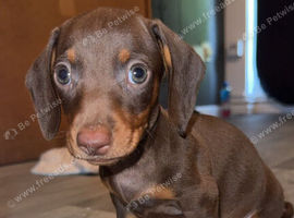 11 week old pup for sale .