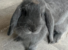 Dark grey rabbit called Jessica