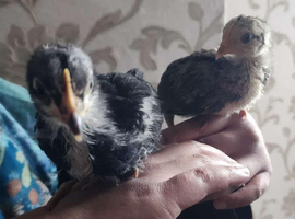3 week old chicks