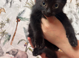 Stunning little kittens