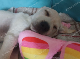 Labrador x bulldog puppy for sale