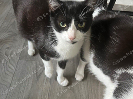 Black amd white female cat