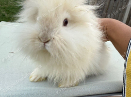 Angora mini lion lop mixed breed