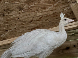 white male peachick