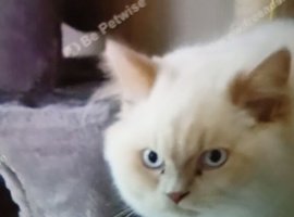 British long hair cream point male needs indoor home