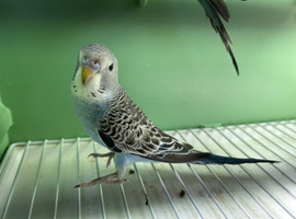 Black face splits black wing budgies