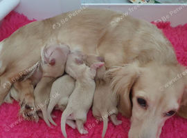 Cream long haired miniatures READY NOW