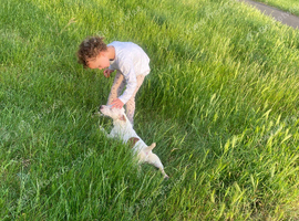 Beautiful Plummer Terrier Girl
