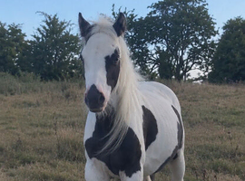 black and white cob