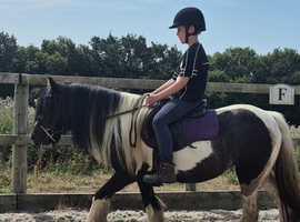 12.3hh cob for sale