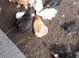 Bantam chickens
