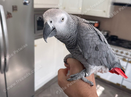 African grey