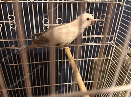 Quaker parrot violet crossover