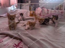 5 kittens