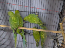 Ringneck Green