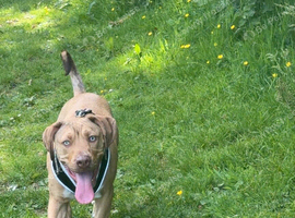 Viszla cross 9 months old