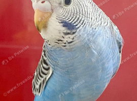 Young budgie