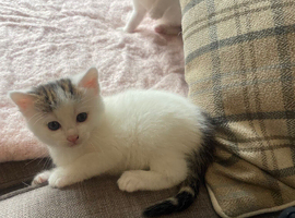 Beautiful kittens