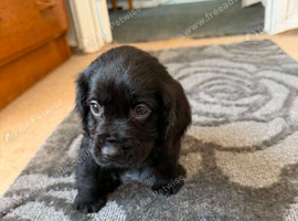 Cocker spaniel puppy's