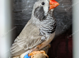 Black cheek split black breasted cock