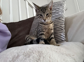 Savannah kittens