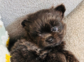 Maltipom Maltese X Pomeranian