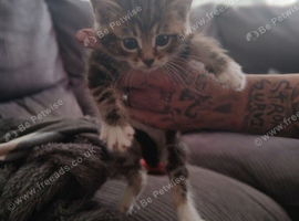 Pretty cross kittens