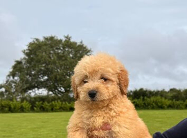 READY TO LEAVE NOW!! Labradoodle puppies