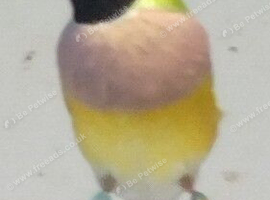 Gouldian Hen for Sale &pound;60.00 No Offers
