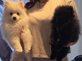 2 beautiful poms