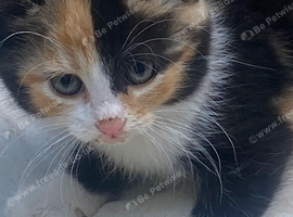 Adorable Manx kittens ready to be homed