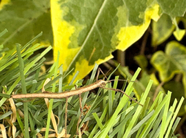 Stick Insects &ndash; Great Beginner Pets &ndash; Wolverhampton