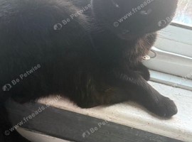 Black cat looking for new home