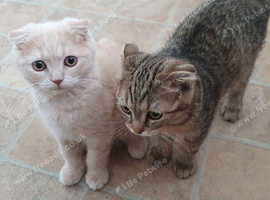 Pure breed Scottish fold kittens
