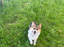 Pembroke Welsh Corgi Stud &ndash; Jeljarmin Arwyn