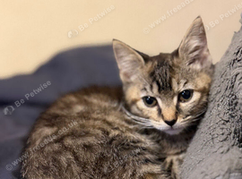 Girl kitten