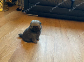 Beautiful kc Pomeranian puppies