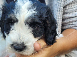 Cockapoo puppies