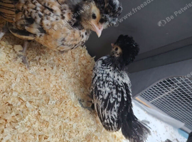 Polish chickens