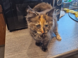 Main Coon x Russian Blue Kittens
