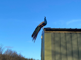 Peacock Palace Rescue and Rehoming Centre
