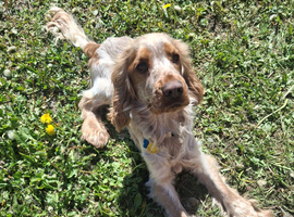 Male show cocker
